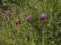 Cirsium tuberosum 5, Knoldistel, Saxifraga-Willem van Kruijsbergen